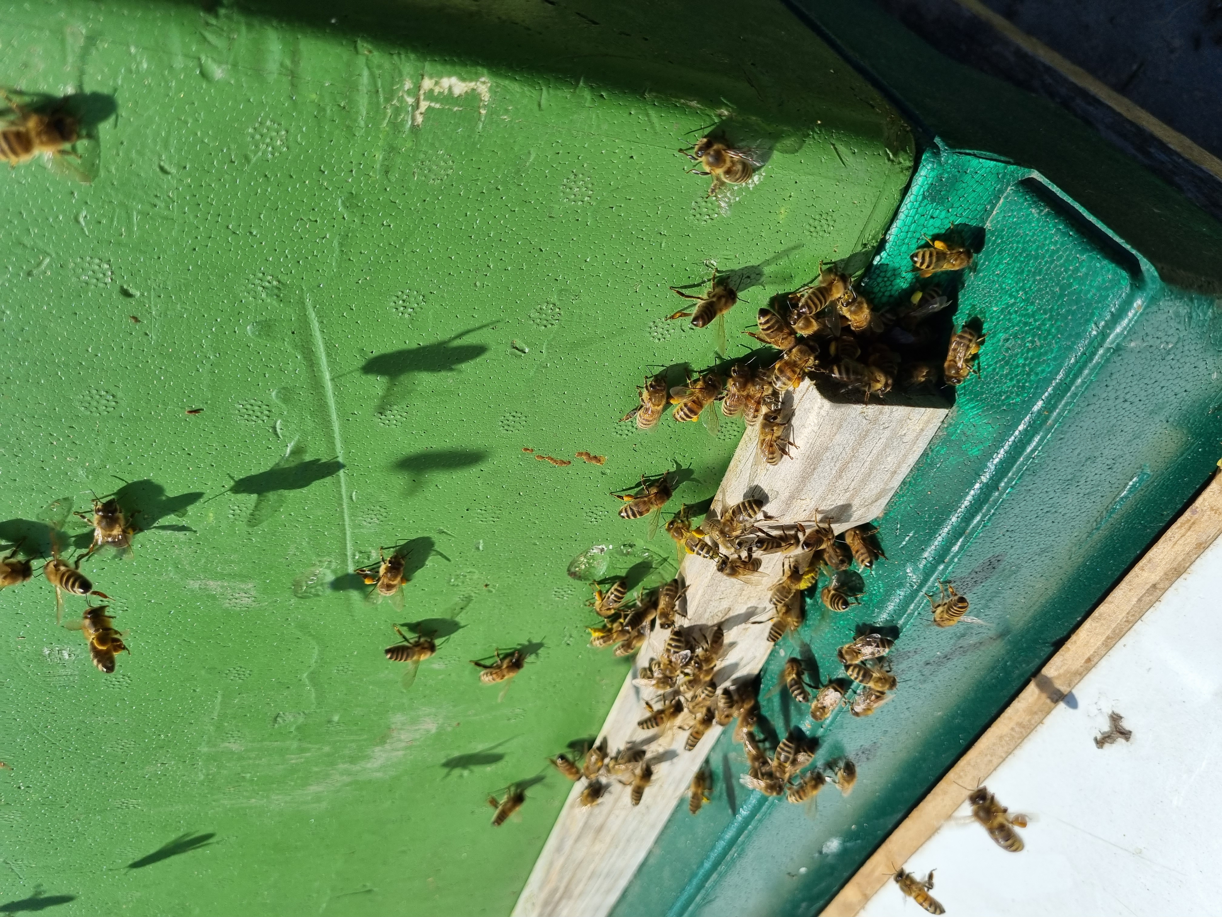 Wohnmobilstellplatz: Ab Sommer 2022 gibt es Honig von unseren Bienen  - Bei den schwedischen Blumenhühnern  -genieße die Ruhe-