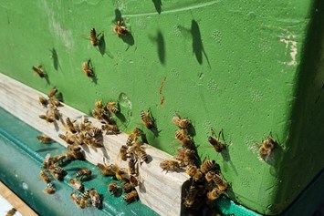 Wohnmobilstellplatz: Ab Sommer 2022 gibt es Honig von unseren Bienen  - Bei den schwedischen Blumenhühnern  -genieße die Ruhe-