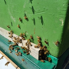 Wohnmobilstellplatz: Ab Sommer 2022 gibt es Honig von unseren Bienen  - Bei den schwedischen Blumenhühnern  -genieße die Ruhe-