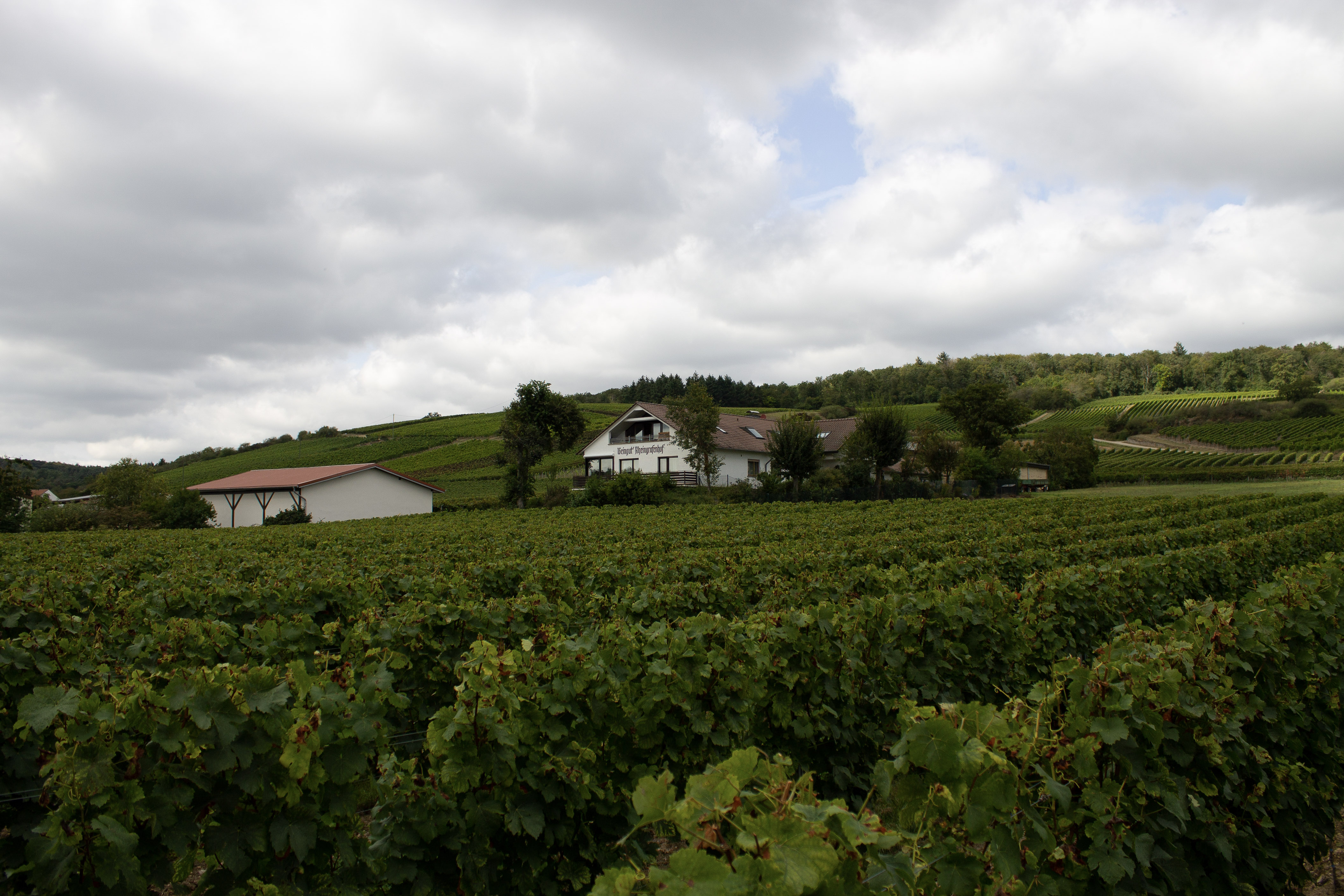 Reisemobilstellplatz - Kiedrich - Weingut in den Weinbergen