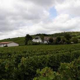 Wohnmobilstellplatz: Weingut in den Weinbergen
