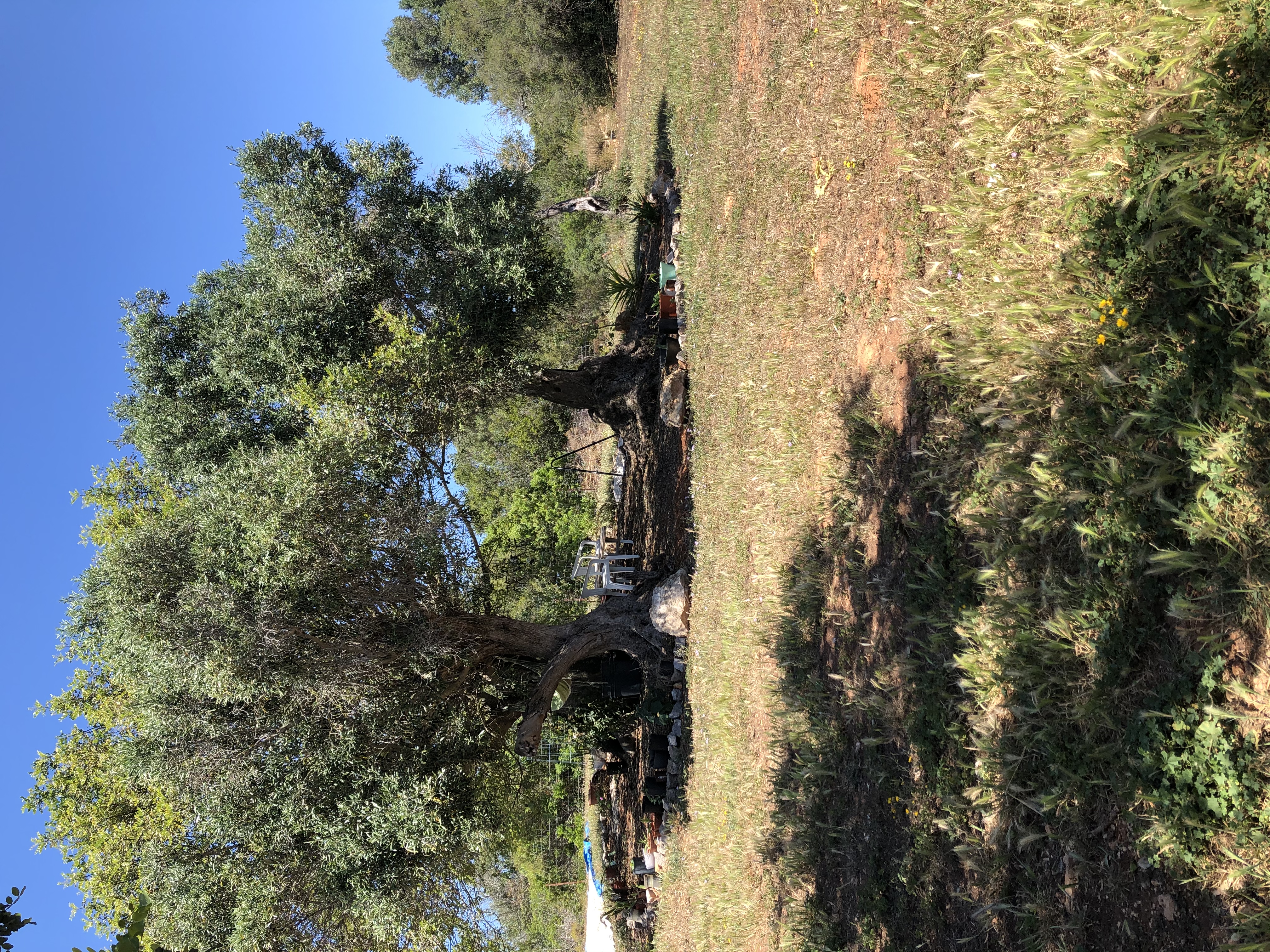 Reisemobilstellplatz - Hunde erlaubt: Hunde erlaubt - Algarve - Campo Castamar