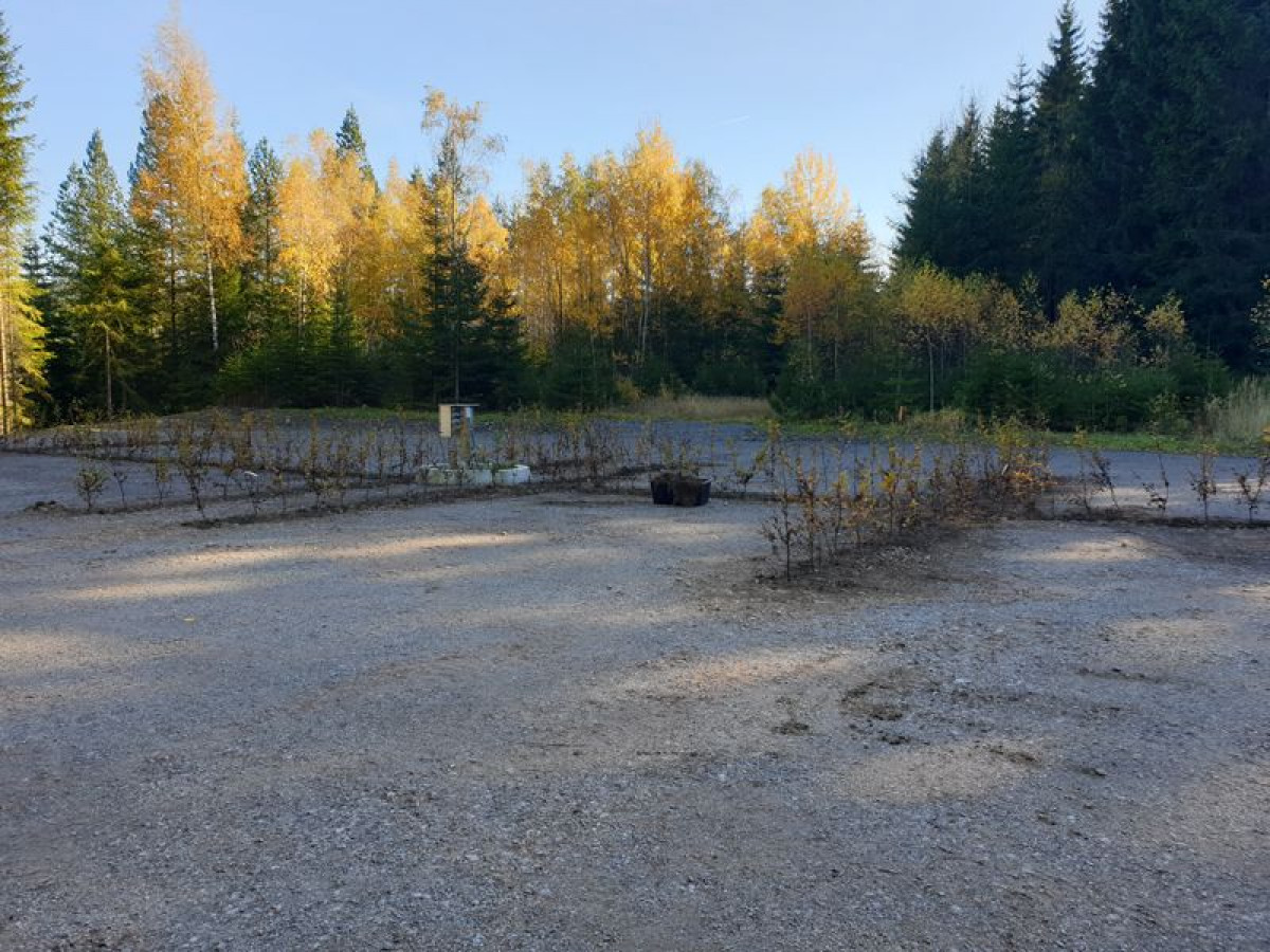 Wohnmobilstellplatz: Wohnmobilstellplätze mit neu gepflanzter Hainbuche. - Erzgebirgsidyll Breitenbrunn