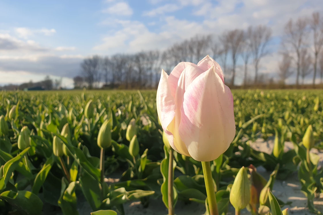 Wohnmobilstellplatz: In het voorjaar mooie tulpenvelden - minicamping Kastanjehoeve Goeree Overflakkee