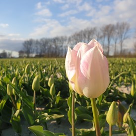 Wohnmobilstellplatz: In het voorjaar mooie tulpenvelden - minicamping Kastanjehoeve Goeree Overflakkee