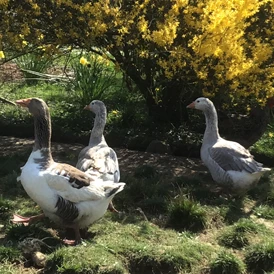 Wohnmobilstellplatz: Wir haben Hühner, Enten und Gänse. - Normandie Bocage 65km vom Mont Saint Michel mitten im Feld mit Weitblick