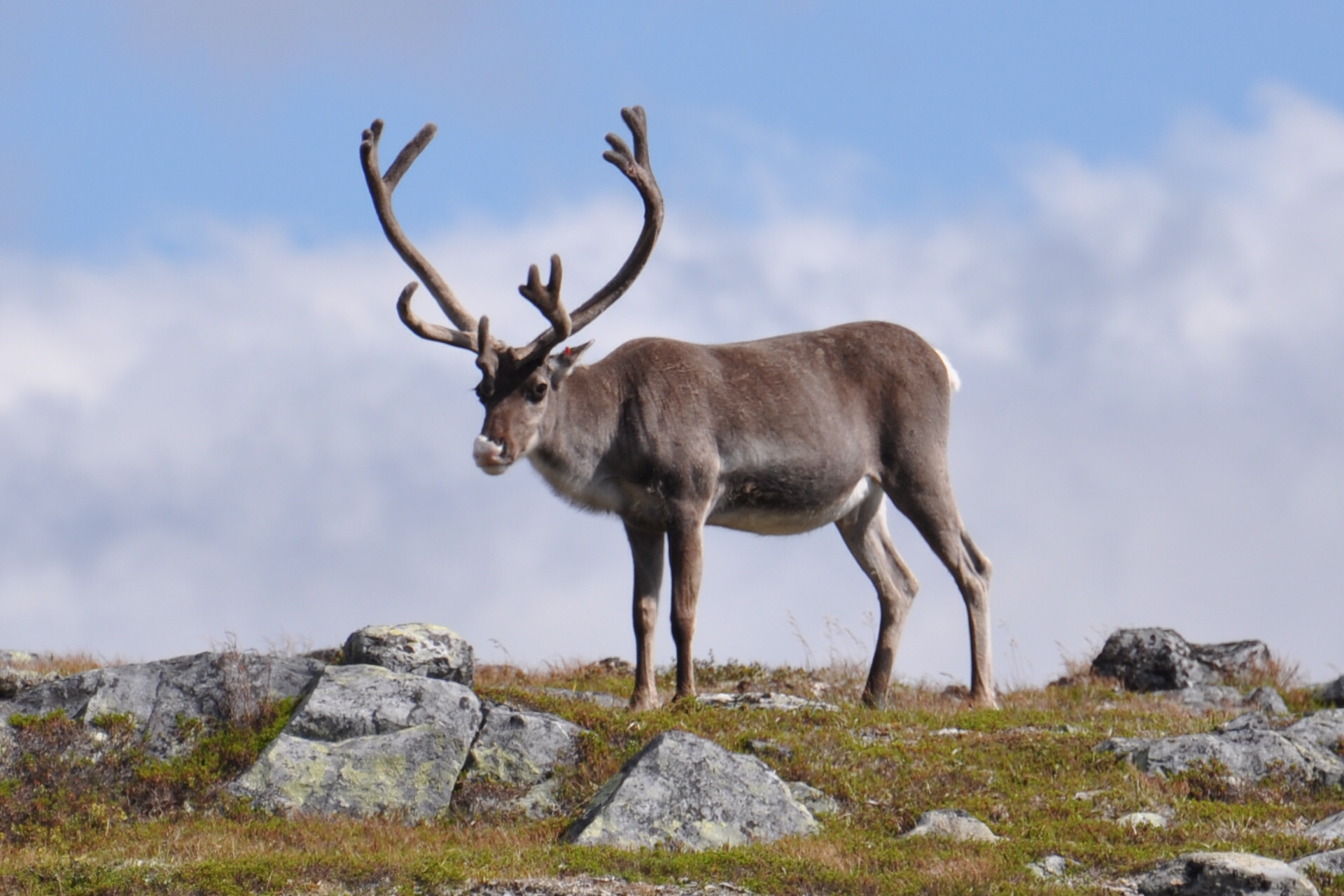 Wohnmobilstellplatz: Stellplatz im Rentierweideland, Rentiere weiden in der Umgebung - Galå Fjällgård