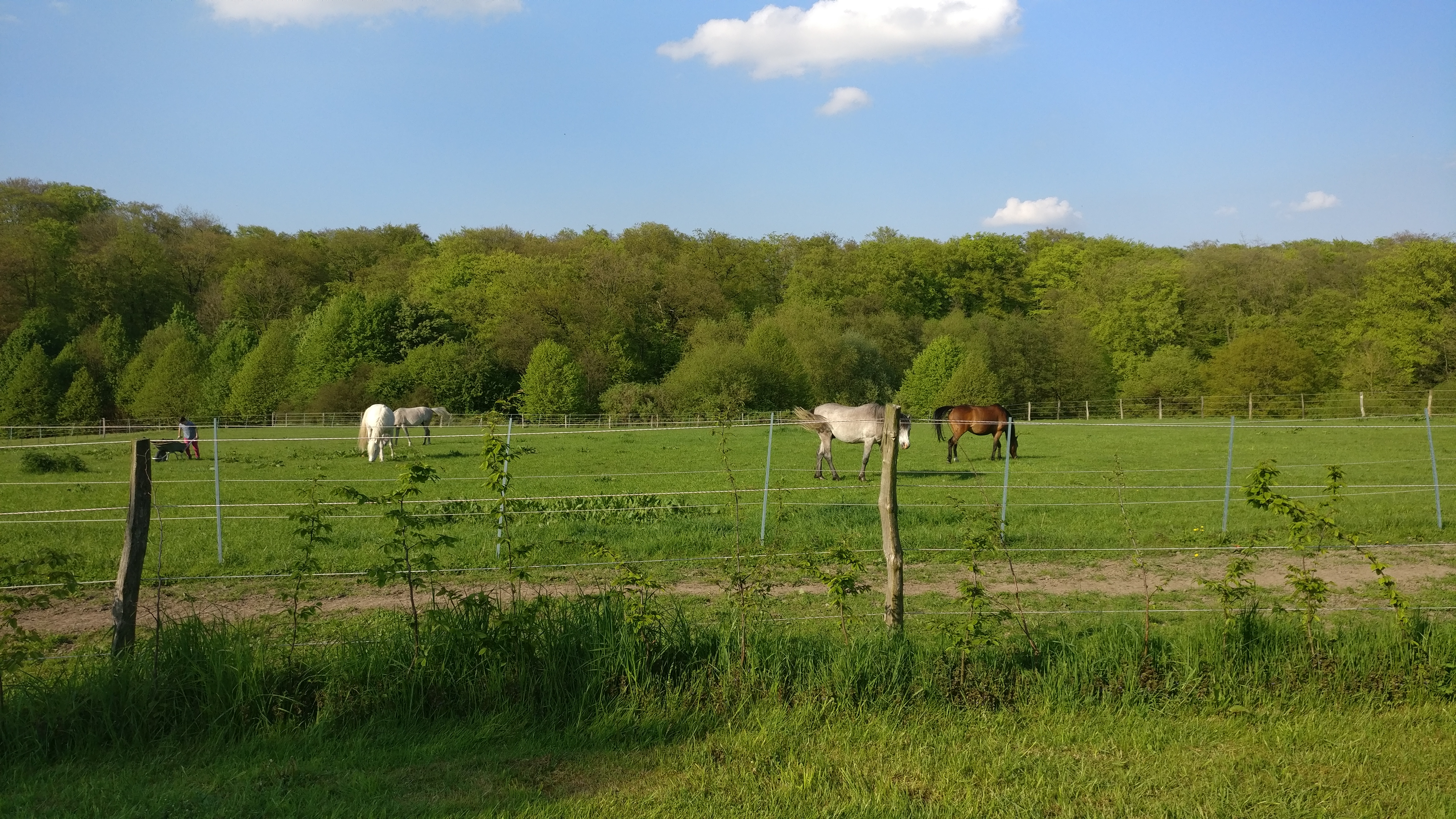 Reisemobilstellplatz - Großensee (Kreis Stormarn) - Blick auf die Pferdeweide von Stellplatz 2 - Stars & Garden - Stellplatz in Alleinlage - Natur pur -