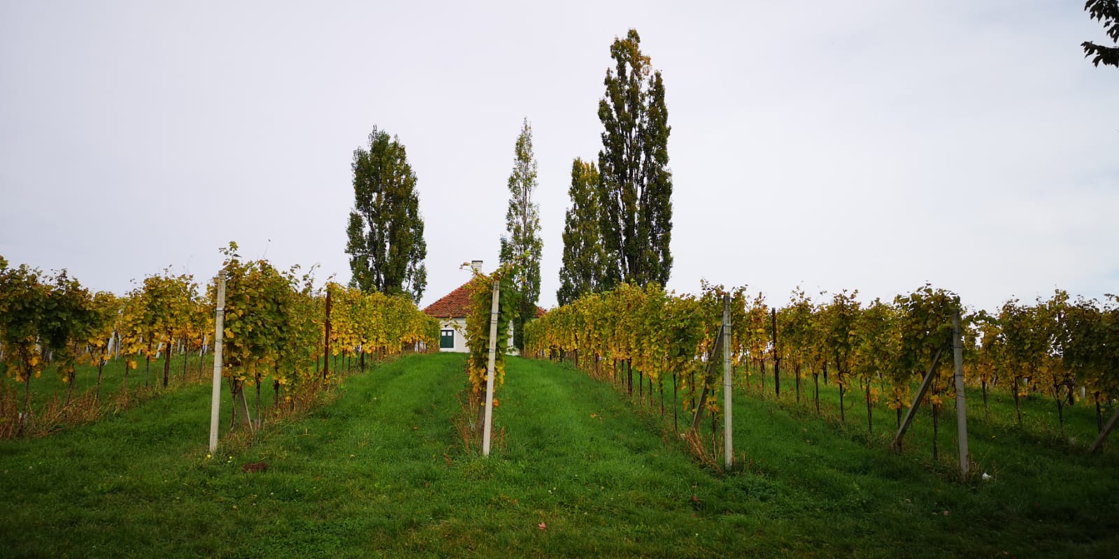 Wohnmobilstellplatz: Camping in Klöch