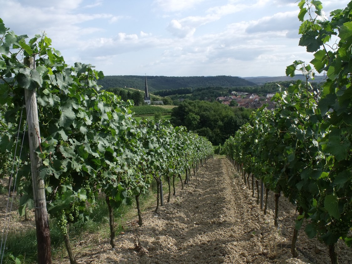 Wohnmobilstellplatz: Waldlaubersheim im Weinbaugebiet "Nahe" - Weingut Paulus