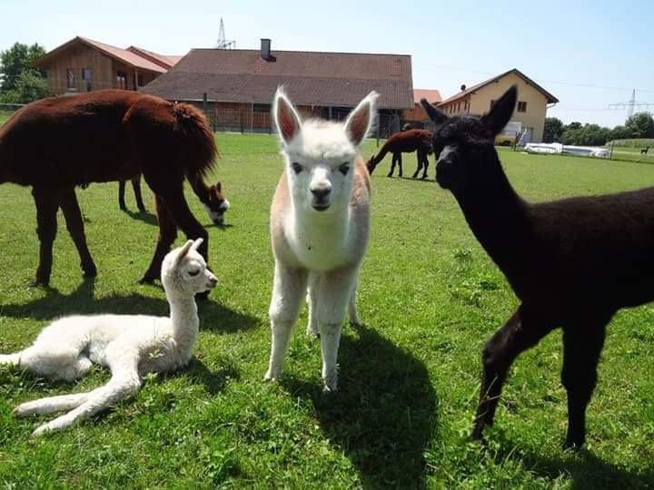 Auf der Alpaka Ranch Wohnmobilstellplatz in Deutschland Bayern