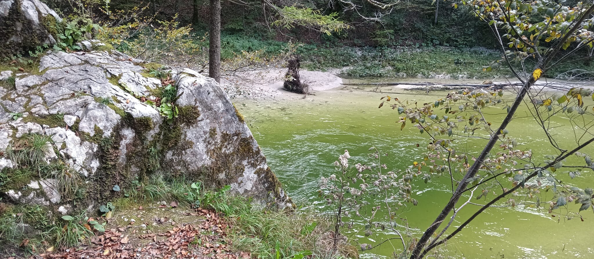 Wohnmobilstellplatz:  Unser Naturjuwel Reichramingbach: Trinkwasserqualität und tiefe Stellen zum Schwimmen - Stellplatz, Camping zum "scheuen Reh", Hintergebirge, Region Phyrn-Eisenwurzen, Nationalpark Kalkalpen