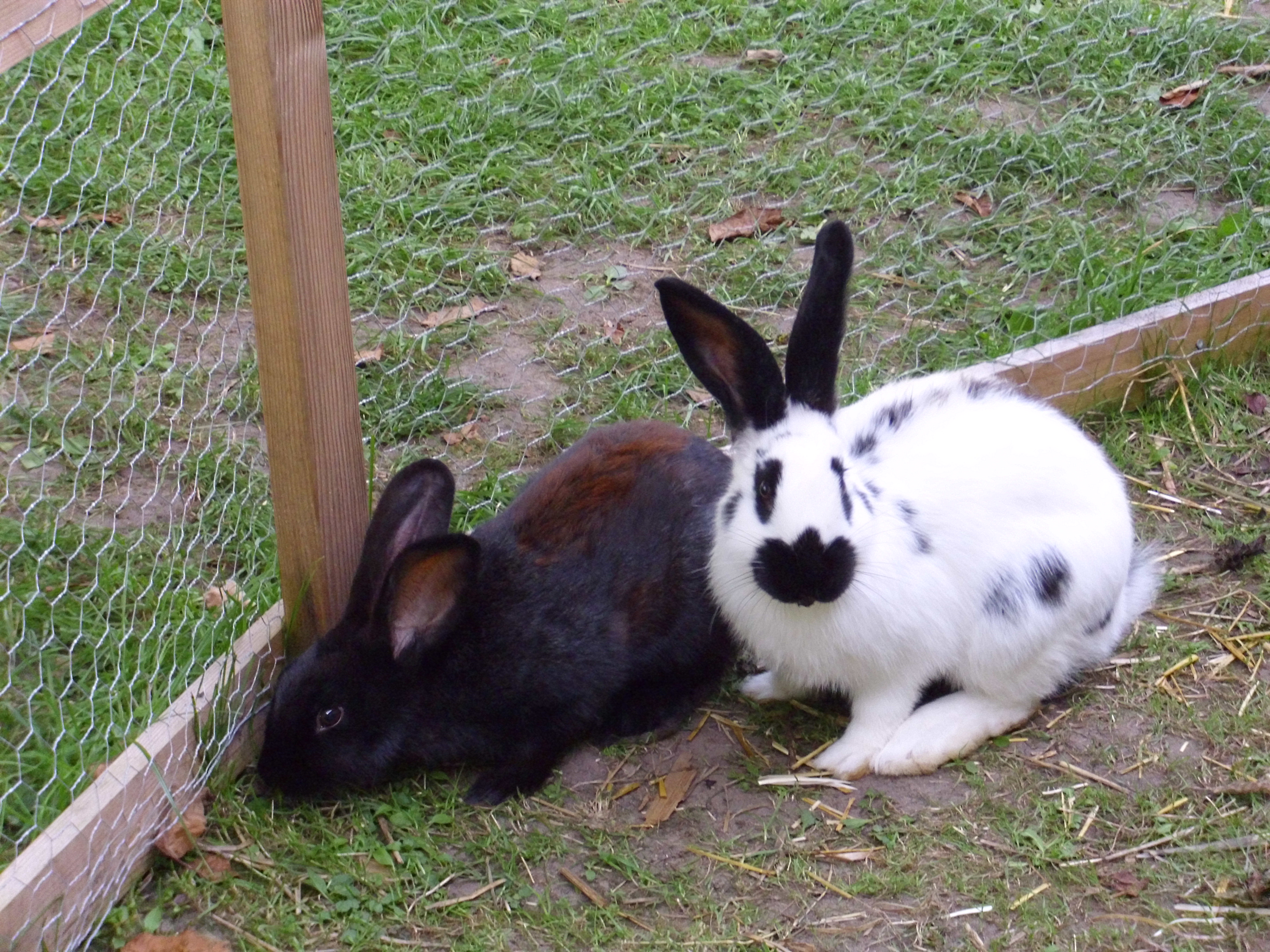 Reisemobilstellplatz - Waldstetten (Ostalbkreis) - Stellplätze und Camping am Ferien-Hofer