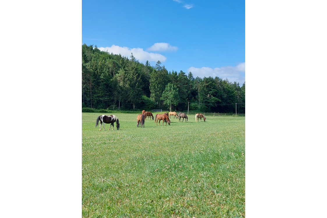 Wohnmobilstellplatz: Unsere Pferde auf großen Wiesen - Stellplatz Hubertushof