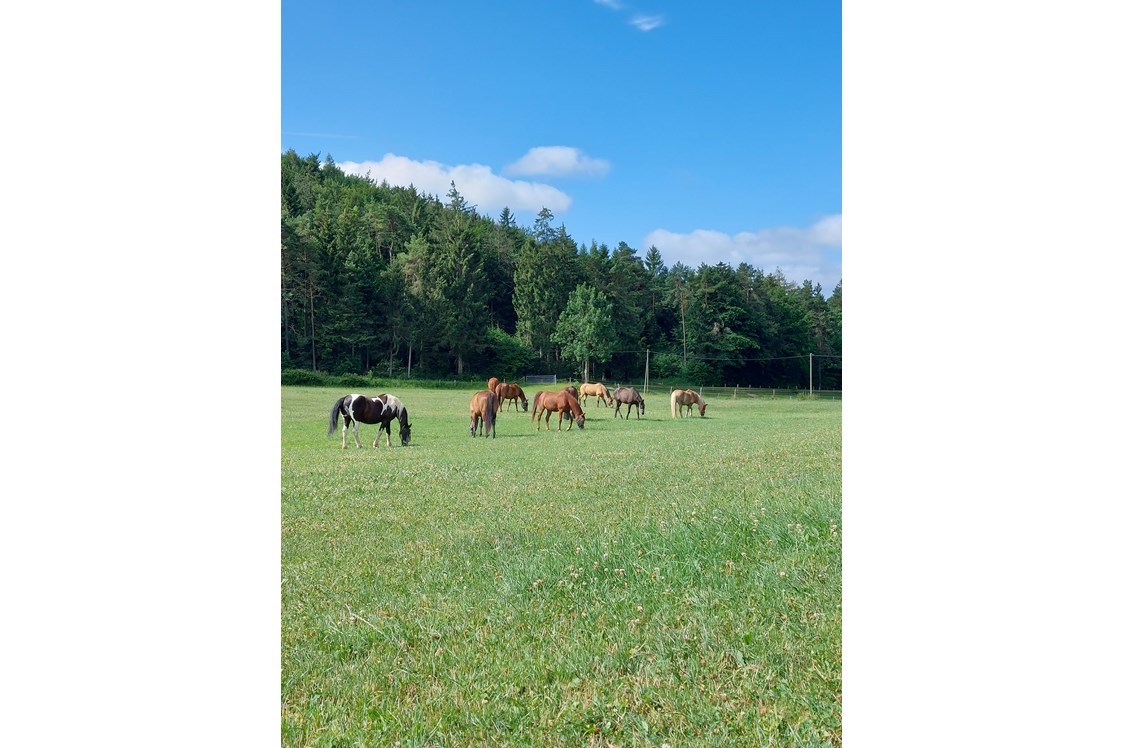 Wohnmobilstellplatz: Unsere Pferde auf großen Wiesen - Stellplatz Hubertushof