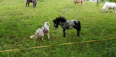 Reisemobilstellplatz - Hunde erlaubt: Hunde erlaubt - Deggenhausertal - Campen unter den Apfelbäumen