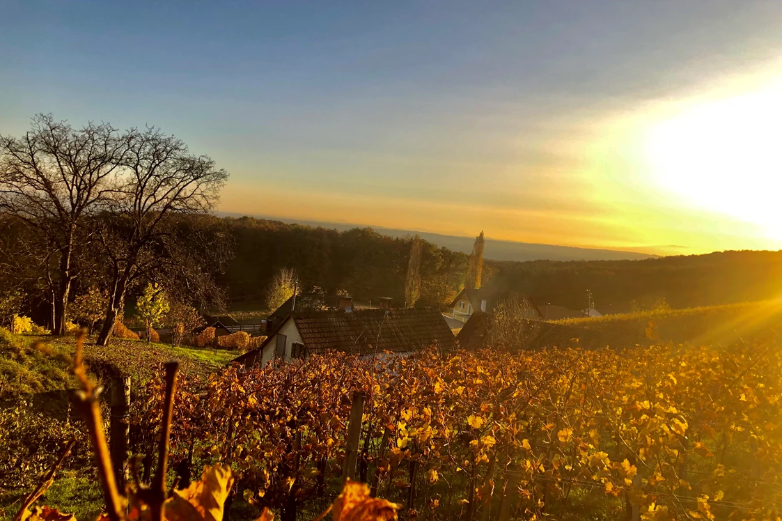 Wohnmobilstellplatz: 360° Weinberg Sicht Tieschen