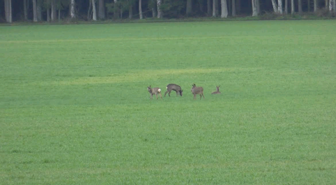Wohnmobilstellplatz: Wildbeobachtung von den Stellplätzen aus - Wohnmobilstellplatz Bauernhof Heber Surbostel 11 Lüneburger Heide Park am Jakobsweg Hofladen Factory Outlet