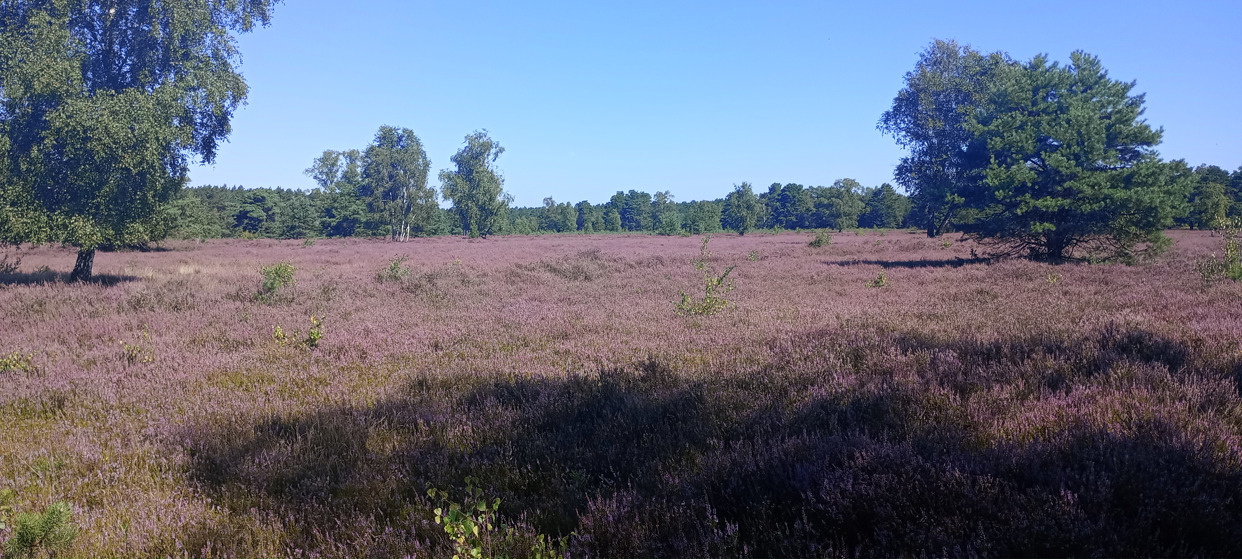 Wohnmobilstellplatz: Aktuelle heideblüte in 2,5 km am 12.08 24 - Wohnmobilstellplatz Bauernhof Heber Surbostel 11 Lüneburger Heide Park am Jakobsweg Hofladen Factory Outlet