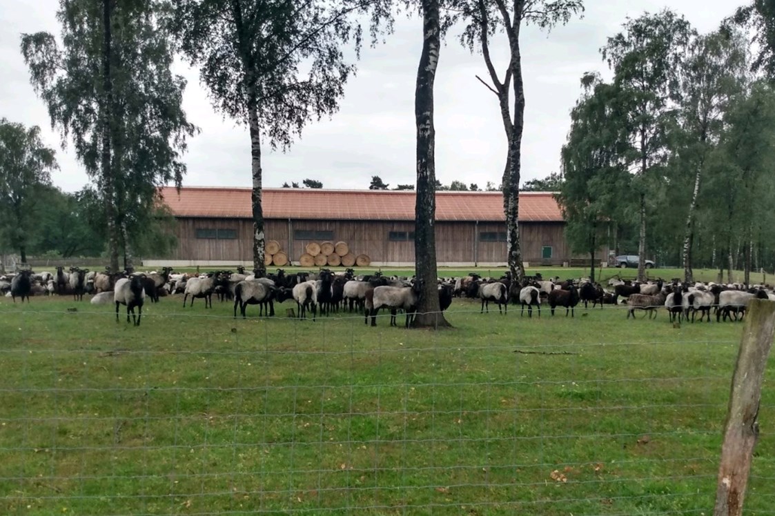 Wohnmobilstellplatz: Schafstall grasengrund in der Umgebung - Wohnmobilstellplätze Bauernhof in Heber Surbostel 11 zwischen Schneverdingen und Soltau am Jakobsweg Lüneburger Heide